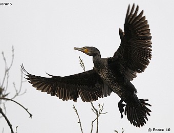 Animali 405